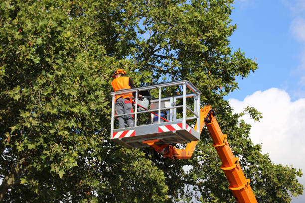 Best Seasonal Cleanup (Spring/Fall)  in Helena Valley Northeast, MT